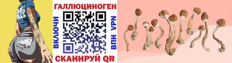 Псилоцибиновые грибы Cubensis  Темников 